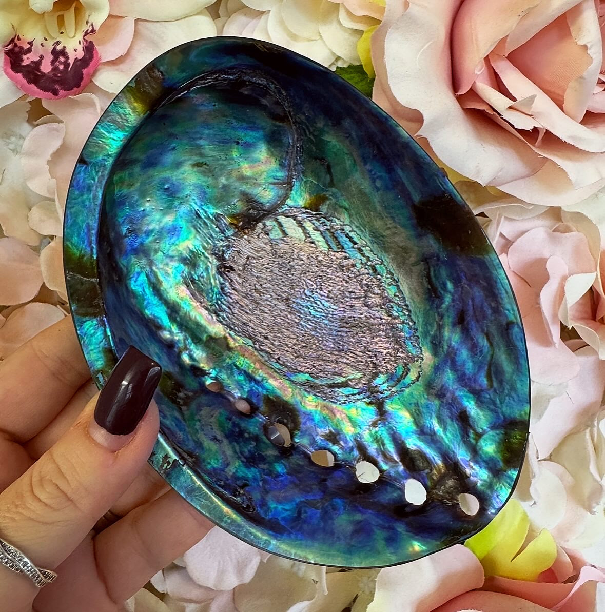 High Quality abalone shell