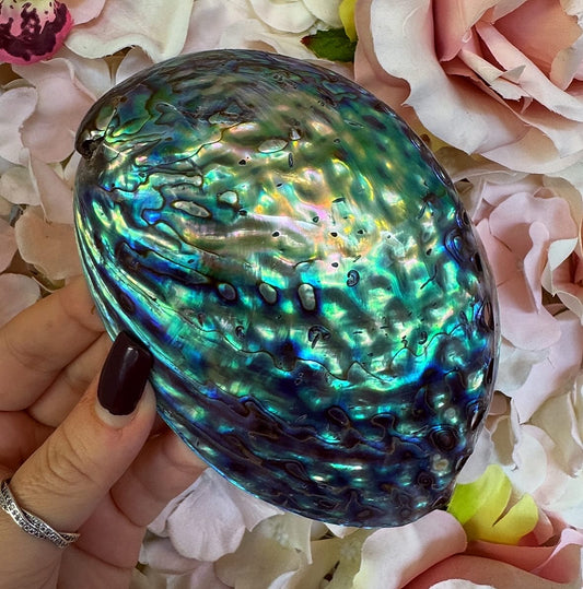 High Quality abalone shell